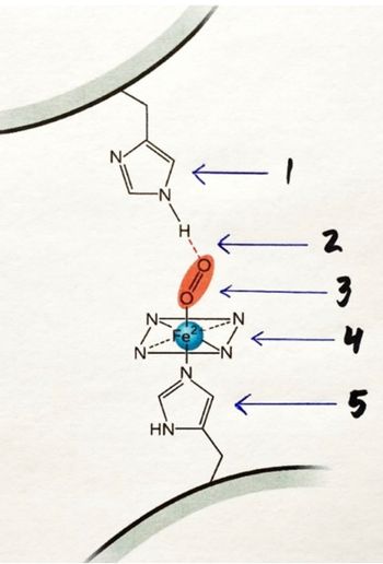 The image shows a molecular model with labeled components:

1. **Imidazole Ring**: The first component pointed out is an imidazole ring, represented by a five-membered aromatic ring with two nitrogen atoms.

2. **Hydrogen Bond**: This is denoted by a dashed line, indicating a hydrogen bond connecting the imidazole ring to another part of the molecule.

3. **Oxygen Molecule (O2)**: Shown as a red ellipse with two oxygens, indicating the presence of a diatomic oxygen molecule.

4. **Iron (Fe2+) Center**: Represented by a blue sphere, this indicates the iron ion (Fe2+) at the center, coordinating with nitrogen atoms.

5. **Second Imidazole Ring**: Another imidazole ring similar to the first one, suggests a symmetric structure or coordination.

This diagram is likely illustrating a heme group or similar coordination complex, where iron (Fe2+) is central, bonded to an oxygen molecule. Imidazole rings typically represent histidine residues in biological contexts.