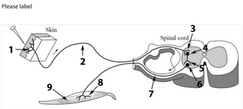 Please label
1
Skin
9.
2
8
7
Spinal cord
3