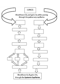 LUNGS
Blood loses COz and gains Oz while passing
through the pulmonary capillaries
Blood loses O2 & gains CO2
through the Systemic Capillaries
