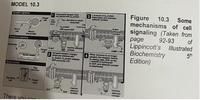 MODEL 10.3
10.3
mechanisms of cell
signaling (Taken from
92-93
Unoccupied receptor does
not Inleract with G, protein
a Subunit of G, protein
3 dissociates and activates
adenylyl cyclase.
Figure
Some
Synaptic signaling
Target
cell
Hormone or neuro-
transmitter
Cel
membrand
Dace
G, protein
Rith bound GDP
Active
Nerve
cell
Neuro-
transmitter
of
page
Lippincott's Illustrated
Biochemistry
Edition)
Receptor
Endocrine signaling
Hormone
Inactive adenylyt
eyolase
5th
CAMP+ PP
ytosal
Target
cell
When hormone is no longer
4
Occupled receptor changes
shape and interacts with
G, protein. a, prolein releases
GDP and binds GTP.
present, the receptor reverts
lo resting state. GTP on the
a subunit is
to GDP, and adenylyt cyclase
Is deactivated.
Blood vessel
hydrolyzed
Direct contact
Gap
LITT junction
Signaling
cell
Target
cells
Inactive
adenyly!
GDP cyclase
Inactive
adenyly
cyciase
GTP
There vou cer
