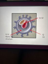 Q 32
Q 31
Name the
Q
33
structure
