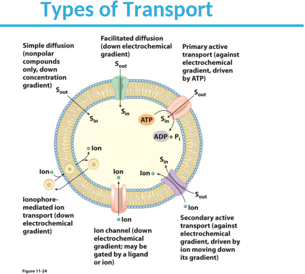 Facilitated Diffusion Carrier Html 07 15facilitateddi - vrogue.co