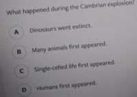 What happened during the Cambrian explosion?
Dinosaurs went extinct.
Many animals first appeared.
Single-celled life first appeared.
Humans first appeared.
CI
DI
A.
