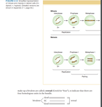 FIGURE 2-8 Simplified representation
of mitosis and meiosis in diploid cells (2n,
diploid; n, haploid). (Detailed versions are
shown in Appendix 2-1, page 83.)
Mitosis
Interphase
Prophase
Metaphase
2n
4n
Replication
Meiosis
Interphase
Prophase I
Metaphase I
2n
4n
Replication
Pairing
make up a bivalent are called a tetrad (Greek for “four"), to indicate that there are
four homologous units in the bundle.
- dyad:
bivalent<
SC
tetrad
`dyad:
!!
