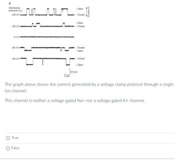 A
Membrane
potential (V
+50 mV
+25 mV
0mV
-25 mV
-50 mV
True
mun
False
sec
- Open
- Closed
- Open
Closed
Closed
- Open
- Closed
- Open
0.5 PA
The graph above shows the current generated by a voltage clamp protocol through a single
ion channel.
This channel is neither a voltage-gated Na+ nor a voltage gated K+ channel.
Current