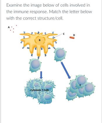 Answered: Examine the image below of cells… | bartleby