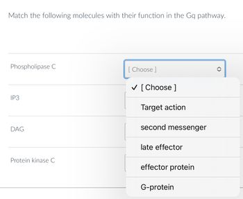 **Educational Activity: Matching Molecules in the Gq Pathway**

**Task:** Match the following molecules with their function in the Gq pathway.

1. **Phospholipase C**

   - Options:
     - Target action
     - Second messenger
     - Late effector
     - Effector protein
     - G-protein

2. **IP3**

   - Options:
     - Target action
     - Second messenger
     - Late effector
     - Effector protein
     - G-protein

3. **DAG**

   - Options:
     - Target action
     - Second messenger
     - Late effector
     - Effector protein
     - G-protein

4. **Protein kinase C**

   - Options:
     - Target action
     - Second messenger
     - Late effector
     - Effector protein
     - G-protein

**Instructions:**
Select the appropriate function for each molecule from the dropdown menu provided.