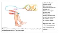 Label on the diagram:
1. Muscle spindle
2. Sensory neuron
3. Soma of sensory neuron
4. Dorsal root
5. Dorsal root ganglion
6. Dorsal horn
7. Ventral horn
8. Motor neuron to quad
9. Motor neuron to biceps
10. Excitatory synapse
11. Inhibitory synapse
What is the name of this
reflex?
e20SPm idton,
How many neurons are
Tap your partner's patellar ligament to test their reflexes and try tapping the belly of
the brachioradialis muscle to see what happens.
involved?
