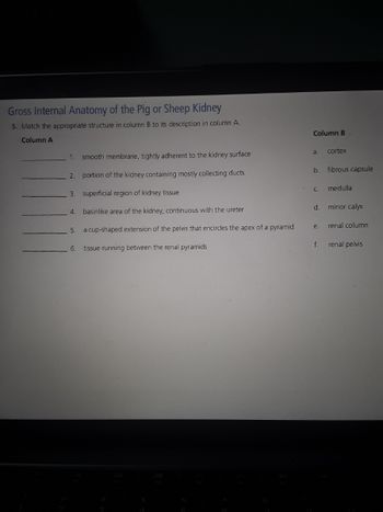 **Gross Internal Anatomy of the Pig or Sheep Kidney**

**Exercise 5:** Match the appropriate structure in column B to its description in column A.

<table>
  <tr>
    <th>Column A</th>
    <th>Column B</th>
  </tr>
  <tr>
    <td>1. smooth membrane, tightly adherent to the kidney surface</td>
    <td>a. cortex</td>
  </tr>
  <tr>
    <td>2. portion of the kidney containing mostly collecting ducts</td>
    <td>b. fibrous capsule</td>
  </tr>
  <tr>
    <td>3. superficial region of kidney tissue</td>
    <td>c. medulla</td>
  </tr>
  <tr>
    <td>4. basinlike area of the kidney, continuous with the ureter</td>
    <td>d. minor calyx</td>
  </tr>
  <tr>
    <td>5. a cup-shaped extension of the pelvis that encircles the apex of a pyramid</td>
    <td>e. renal column</td>
  </tr>
  <tr>
    <td>6. tissue running between the renal pyramids</td>
    <td>f. renal pelvis</td>
  </tr>
</table>

Explanation of columns:

**Column A:** This column lists descriptions of different parts of the internal structure of the pig or sheep kidney. These descriptions provide key characteristics of each structure to help in identifying them.

**Column B:** This column lists the names of parts and structures associated with the internal anatomy of the pig or sheep kidney. 

**How to Use this Section:** Match the letter from Column B that best fits the description from Column A. This exercise helps in reinforcing the understanding of the anatomical locations and functions of various kidney structures.

**Anatomical Diagrams and Explanations:**

While the document itself does not contain graphs or diagrams, if we were to include such visuals, here's how they might be explained:

1. **Diagram of Kidney Cross-section:** A cross-sectional image of a kidney would show the cortex (outer layer), medulla (inner region), renal pelvis, minor calyces, and other structures. 
2. **Detailed Labeling:** Each part of the kidney would be clearly labeled to correspond with the descriptions from the exercise, providing a visual