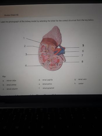 Review Sheet 40
Label the photograph of the kidney model by selecting the letter for the correct structure from the key below.
1
5
6
Key:
a.
b.
C.
minor calyx
renal artery
renal column
2
3-
4
3
4
d.
e.
f.
renal papilla
renal pelvis
renal pyramid
%
5
VI
9.
h.
7
8
renal vein
ureter