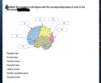 Match the numbers in the figure with the corresponding lobes or sulci in the
ist below
1
4
3
7
Parietal lobe
Frontal lobe
Central sulcus
Occipital lobe
Lateral sulcus
Parieto-occipital sulcus
Temporal lobe
