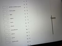 1.
A
2.
greater vestibular gland
3.
C
mons pubis
4.
labia
5. E
vagina
6. F
ovary
Quiz Content
8.
clitoris
9.
infundibulum
10. J
uterus
11. К
12. L
cervix
13. М
uterine tube
14. N
15. O
7.
