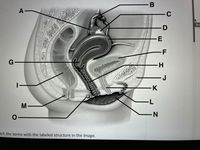 -B
A
C
Qui:
-F
G-
H-
|-
K
M
N-
tch the terms with the labeled structure in the image.
E
