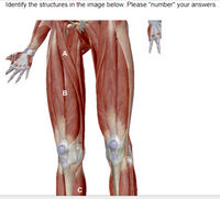 Identify the structures in the image below. Please "number" your answers.
B
C
