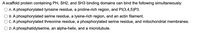 A scaffold protein containing PH, SH2, and SH3 binding domains can bind the following simultaneously:
O A. A phosphorylated tyrosine residue, a proline-rich region, and PI(3,4,5)P3.
B. A phosphorylated serine residue, a lysine-rich region, and an actin filament.
C. A phosphorylated threonine residue, a phosphorylated serine residue, and mitochondrial membranes.
O D.A phosphatidylserine, an alpha-helix, and a microtubule.
