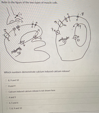 Refer to the figure of the two types of muscle cells.
-2
田班
3.
10
Which numbers demonstrate calcium induced calcium release?
8, 9 and 10
8 and 9
O Calcium induced calcium release is not shown here
4 and 5
4, 5 and 6
7, 8, 9 and 10
