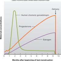 Copyright © McGraw-Hill Education. Permission required for reproduction or display.
Delivery
Human chorionic gonadotropin
Progesterone
Estrogen
0 1 2
4
7
8
9
10
Months after beginning of last menstruation
Maternal concentrations
