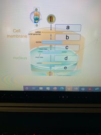 a
Cell
SSRNA
(viral genome)
membrane
dsDNA
C
Viral DNA.
nucleus
d.
Host DNA
SSRNA
e
