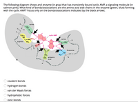 The following diagram shows and enzyme (in gray) that has transiently bound cyclic AMP, a signaling molecule (in
salmon pink). What kind of bonds/associations are the amino acid side chains in the enzyme (green, blue) forming
with the cyclic AMP? Focus only on the bonds/associations indicated by the black arrows.
serine
CH2
N-H
cyclic AMP
/ (CH2)3
`NH
`c=NH,
`NH2
serine
arginine
N
CH
-Hio
threonine
CH2
glutamic
acid
CH2
(B)
covalent bonds
hydrogen bonds
van der Waals forces
hydrophobic forces
ionic bonds
O O O O O
