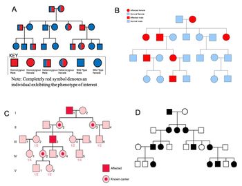 A
KEY_
Homozygous Homozygous Heterozygous Heterozygous Wild Type
Male
Female
Male
Female
Male
Wild Type
Female
Note: Completely red symbol denotes an
individual exhibiting the phenotype of interest
CI
III
=
IV
1/4
>
B
Affected female
Normal female
Affected male
Normal male
O
D
2
3
5
1/2
1/2
1/2
1/2
4
1/4
1/2
Affected
Known carrier