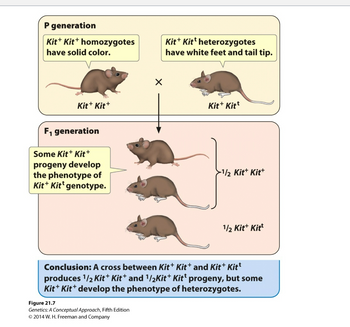 ### Genetic Inheritance in Mice: An Educational Overview

#### P Generation (Parental Generation):

- **Kit⁺ Kit⁺ Homozygotes**:
  - Description: Mice with solid color (uniform coat color).
  - Genotype: Kit⁺ Kit⁺

- **Kit⁺ Kitᵗ Heterozygotes**:
  - Description: Mice with white feet and tail tip.
  - Genotype: Kit⁺ Kitᵗ

#### Crossbreeding:

- A cross is made between a Kit⁺ Kit⁺ homozygote and a Kit⁺ Kitᵗ heterozygote mouse.

#### F₁ Generation (First Filial Generation):

- **Offspring (Progeny) Outcomes**:
  - Some of the crossbreeds show a **solid color** similar to Kit⁺ Kit⁺ genotype.
  - Other offspring have **white feet and a white tail tip**, indicative of the Kit⁺ Kitᵗ genotype.

- **Genotype Ratio**:
  - Half of the progeny (1/2) are Kit⁺ Kit⁺.
  - The other half (1/2) are Kit⁺ Kitᵗ.

#### Conclusion:
- The cross between Kit⁺ Kit⁺ and Kit⁺ Kitᵗ parental mice results in a progeny that includes both Kit⁺ Kit⁺ (solid color) and Kit⁺ Kitᵗ (white feet and tail tip) genotypes.
- Interestingly, some Kit⁺ Kit⁺ progeny develop the phenotype typical of the Kit⁺ Kitᵗ genotype, i.e., white feet and tail tip.

#### Visual Explanation:
1. **Top Section (P Generation)**:
   - Shows two mice, one labeled Kit⁺ Kit⁺ (solid color) and the other Kit⁺ Kitᵗ (white feet and tail tip), signifying the parental generation.
   
2. **Middle Section (Crossbreeding)**:
   - Displays the cross (X) leading to the F₁ generation.

3. **Bottom Section (F₁ Generation)**:
   - Illustrates three mice representing the F₁ offspring. Some show the solid color typically associated with the Kit⁺ Kit⁺ genotype, while others display the white feet and tail tip of heterozygotes.
   - The genetic ratio is shown with brackets