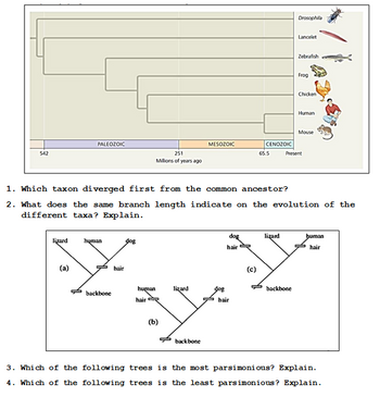 Answered: 542 lizard PALEOZOIC (a) human backbone… | bartleby