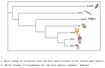 Answered: 1. Chicken Human Mouse Lancelet… | bartleby