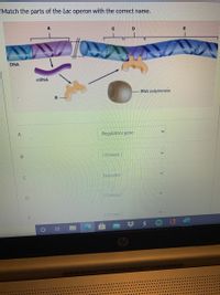 Match the parts of the Lac operon with the correct name.
C
DNA
MRNA
RNA polymerase
Regulatory gene
[Choose]
Operator
[Choose]
[Choose ]
