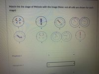 Match the the stage of Meiosis with the image (Note: not all cells are shown for each
stage):
5.
Prophase I
8.
Metaphase I
Choose
