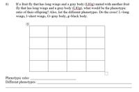 If a fruit fly that has long wings and a gray body (LIGG) mated with another fruit
fly that has long wings and a gray body (LIGG), what would be the phenotypic
ratio of their offspring? Also, list the different phenotypes. Do the cross! L=long
wings, l=short wings, G-gray body, g=black body.
6)
Phenotypic ratio:
Different phenotypes:
