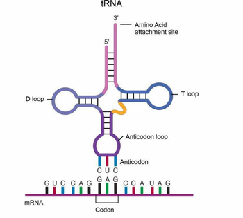 ### tRNA Structure

The image illustrates the structure of transfer RNA (tRNA), a key molecule in the translation process of protein synthesis. The tRNA molecule is depicted in a cloverleaf structure which is commonly used to represent its secondary structure. Each functional region is labeled for clarity.

#### Key Components:

1. **Amino Acid Attachment Site (3')**:
   - Located at the 3' end of the tRNA molecule.
   - This is the site where the amino acid is covalently bonded to the tRNA.

2. **5' End**:
   - The opposite end of the polynucleotide chain from the 3' end.

3. **Loops**:
   - **D Loop**: Contains dihydrouridine and plays a role in maintaining the structure of tRNA.
   - **T Loop**: Contains ribothymidine, pseudouridine, and cytidine, important for tRNA's interaction with ribosomes.
   - **Anticodon Loop**: Contains a set of three nucleotides known as the anticodon. This is crucial for base-pairing with the mRNA codon.

4. **Anticodon**:
   - Specifically matches the codon on the mRNA during translation.
   - In the illustration, the anticodon sequence is CUC, pairing with the mRNA codon GAG.

#### mRNA Interaction:

The bottom part of the image shows the interaction between tRNA and mRNA during translation. 

- **mRNA Codon**:
  - Comprises groups of three nucleotides called codons. 
  - Each codon on the mRNA corresponds to a specific amino acid or a stop signal during translation.

- **Codon-Anticodon Pairing**:
  - Demonstrates the complementary base pairing between the mRNA codon and the tRNA anticodon. 
  - For example, the mRNA codon GAG pairs with the tRNA anticodon CUC.

This detailed visualization helps in understanding how tRNA translates the genetic code carried by mRNA into a corresponding sequence of amino acids, ultimately synthesizing proteins.