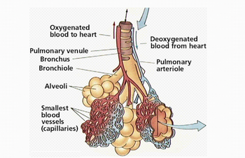 Answered: Oxygenated blood to heart Pulmonary… | bartleby