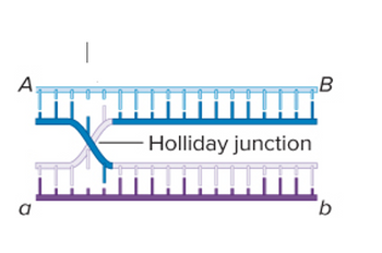 The image illustrates a Holliday junction, a critical intermediate structure in genetic recombination. This structure involves two double-stranded DNA molecules that are exchanging strands.

- **DNA Strands:** There are two DNA molecules labeled 'A' to 'B' and 'a' to 'b'. The strands are depicted in different shades to distinguish between the two original DNA molecules and their exchanged sections.
  
- **Cross-over Point:** The center of the diagram shows where the strands cross, forming the Holliday junction. At this junction, one strand from each DNA molecule has swapped partners, creating a cross-shaped structure.
  
- **Significance:** The Holliday junction is crucial for the repair of damaged DNA and the correct segregation of chromosomes during meiosis.

Understanding the dynamics and resolution of the Holliday junction is fundamental in the study of genetics and molecular biology.