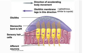 Otoliths
Stereocilia
bent to left
Sensory hair B
cells
Afferent
neurons
Ⓒ Thomson Higher Education
Direction of accelerating
body movement
Otolithic membrane (geleatinous,
lags in this direction similar to cupula)