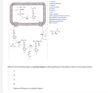 ### Urea Cycle Overview

The diagram illustrates the urea cycle, a biochemical pathway essential for removing excess nitrogen in the form of urea. The cycle primarily occurs in the liver and involves several key substances and enzymes.

#### Key Substances and Enzymes:
1. **1 - Ornithine**
2. **2 - Carbamoyl Phosphate**
3. **3 - L-Citrulline**
4. **4 - Argininosuccinate**
5. **5 - Fumarate**
6. **6 - L-Arginine**
7. **7 - Urea**

#### Enzymes Involved:
- **CPS-1 (Carbamoyl Phosphate Synthetase I)**
- **OTC (Ornithine Transcarbamylase)**
- **ASS (Argininosuccinate Synthetase)**
- **ASL (Argininosuccinate Lyase)**
- **ARG1 (Arginase 1)**

### Step-by-Step Pathway:
1. **CPS-1** catalyzes the formation of carbamoyl phosphate from 2 ATP, bicarbonate (HCO₃⁻), and NH₃.
2. **OTC** converts carbamoyl phosphate and ornithine into citrulline, which then exits the mitochondrion.
3. **ASS** catalyzes the reaction between citrulline and aspartate to produce argininosuccinate, using ATP in the process.
4. **ASL** converts argininosuccinate to arginine and fumarate.
5. **ARG1** hydrolyzes arginine to produce urea and ornithine. The urea is excreted, and ornithine is recycled back into the mitochondrion to participate in another cycle.

### Structural Representation of Urea:
The urea molecule depicted at the end is:
\[ \text{O}
     | 
\text{H}_{2}\text{N}-\text{C}-\text{NH}_{2}
 \]

### Quiz Question:

**Which of the following is a carbon input to this pathway? (Numbers refer to the above key)**

- 1
- 2
- 3
- 4
- **None of these is a carbon input**

In this case, the correct answer is **2** (Carbamoyl