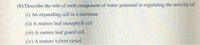 (b) Describe the role of each component of water potential in regulating the activity of:
(i) An expanding cell in a meristem
(ii) A mature leaf mesophyll cell
(iii) A mature leaf guard cell
(iv) A mature xylem vessel