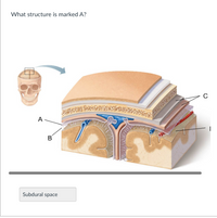 What structure is marked A?
A-
B
Subdural space
