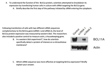 4. To understand the function of the Bcl11a protein, scientists attempted to knockdown its
expression by transfecting human cells in culture with siRNA targeting the Bcl11a gene.
A. Briefly describe the first step of the pathway initiated by siRNA entering the cytoplasm.
Following transfection of cells with two different siRNA sequences
complementary to the Bcl11a gene (siRNA 1 and siRNA 2), the level of
Bcl11a protein expression was measured by western blot. The researchers
also included a positive control to measure actin, a housekeeping gene.
In a western blot experiment*, how do scientists
B.
specifically detect a protein of interest on a nitrocellulose
membrane?
Control
siRNA 1
C. Which siRNA sequence was more effective at targeting Bcl11a expression? Briefly
explain your answer.
siRNA 2
BCL11A
Actin