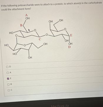 If the following polysaccharide were to attach to a protein, to which atom(s) in the carbohydrate
could the attachment form?
HO
B
HO
U
☐
D
A.
OH
OH
OH
HO
OH
A
▾ E
☐
☐
B
C
E
OH
OH
OH
D
ㅂ
MacBook Air