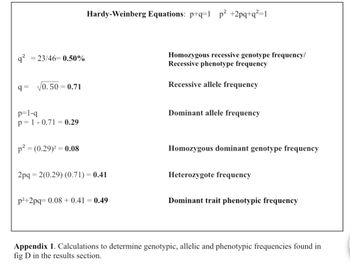 q² 23/46= 0.50%
q=
=
0.50 = 0.71
p=1-q
p=1-0.71 0.29
p² = (0.29)² = 0.08
Hardy-Weinberg Equations: p+q=1 p² +2pq+q²=1
2pq = 2(0.29) (0.71) = 0.41
p²+2pq=0.08 +0.41 = 0.49
Homozygous recessive genotype frequency/
Recessive phenotype frequency
Recessive allele frequency
Dominant allele frequency
Homozygous dominant genotype frequency
Heterozygote frequency
Dominant trait phenotypic frequency
Appendix 1. Calculations to determine genotypic, allelic and phenotypic frequencies found in
fig D in the results section.