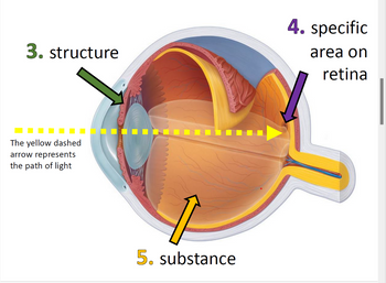 3. structure
4. specific
area on
retina
The yellow dashed
arrow represents
the path of light
5. substance
