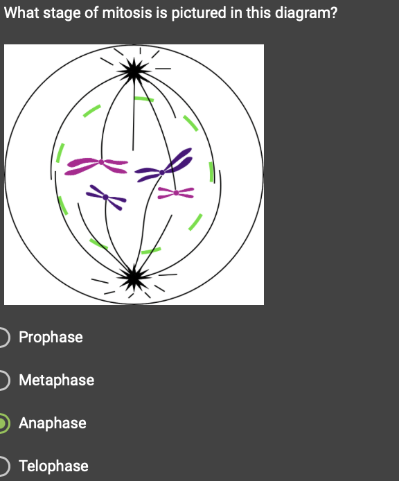 anaphase of mitosis diagram