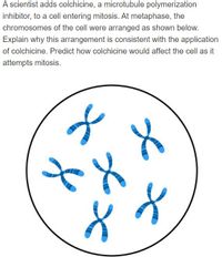 A scientist adds colchicine, a microtubule polymerization
inhibitor, to a cell entering mitosis. At metaphase, the
chromosomes of the cell were arranged as shown below.
Explain why this arrangement is consistent with the application
of colchicine. Predict how colchicine would affect the cell as it
attempts mitosis.
of
