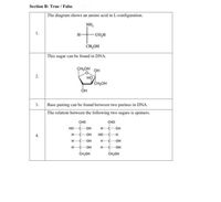 Section B: True / False
The diagram shows an amino acid in L-configuration.
NH,
1.
H-
CO,H
CH,OH
This sugar can be found in DNA.
ҫнон он
2.
но
CH,OH
3. Base pairing can be found between two purines in DNA.
The relation between the following two sugars is epimers.
сно
сно
но
C-OH
HCOH
OH
но
C-H
HC
он
HC-
он
он
он
CH,OH
CH,OH
