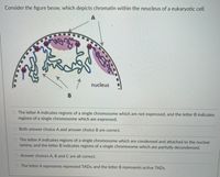 Consider the figure beow, which depicts chromatin within the neucleus of a eukaryotic cell.
nucleus
O The letter A indicates regions of a single chromosome which are not expressed, and the letter B indicates
regions of a single chromosome which are expressed.
O Both answer choice A and answer choice B are correct.
The letter A indicates regions of a single chromosome which are condensed and attached to the nuclear
lamina, and the letter B indicates regions of a single chromosome which are partially decondensed.
O Answer choices A, B and C are all correct.
O The letter A represents repressed TADS, and the letter B represents active TADS.
