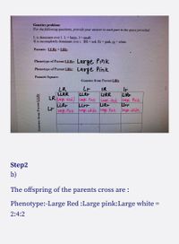 **Genetics Problem:**

For the following questions, provide your answer to each part in the space provided.

**L** is dominant over **l**. **L** = large, **l** = small.
**R** is incompletely dominant over **r**. **RR** = red, **Rr** = pink, **rr** = white.

**Parents:** LLRr × LlRr

- **Phenotype of Parent LLRr:** Large Pink
- **Phenotype of Parent LlRr:** Large Pink

**Punnett Square:**

|             | LR         | Lr         | lR         | lr         |
|-------------|------------|------------|------------|------------|
| **LR**  | LLRR (Large Red) | LLRr (Large Pink) | LlRR (Large Red) | LlRr (Large Pink) |
| **Lr**  | LLRr (Large Pink) | LLrr (Large White)| LlRr (Large Pink)| Llrr (Large White)|

**Step 2**

b) The offspring of the parents' cross are:

Phenotype ratio: Large Red : Large Pink : Large White = 2 : 4 : 2