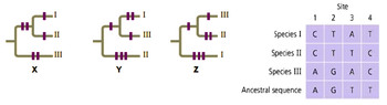 II
HIII
X
I
III
HIII
Y
{
III
HII
HII
Z
Species I
Species II
Species III
Ancestral sequence
Site
1
2 3
C
T
A
C
T
T
AG
A
A G T
4
T
C
C
T
