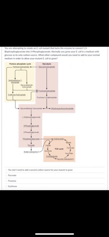 You are attempting to create an E. coli mutant that lacks the enzyme to convert 1,3-
Bisphosphoglycerate into 3-Phosphoglycerate. Normally you grow your E. coli in a medium with
glucose as its only carbon source. What other compound would you need to add to your normal
medium in order to allow your mutant E. coli to grow?
Pentose phosphate cycle
Pentose phosphate
Sedobestudose 2
phosphate
Enthrise-4phosphate
Glyceraldehyde
3phosphate
Fructose
Erythrose
Glycolysis
Glucose phosphate
Fructose-6-phosphate
Fructose 1.6 diphosphate
Glyceraldehyde-3-phosphate Dihydroxyacetone phosphate
1,30iphosphoglycerate
3Phosphoglycerate
Dynwate
2Phosphoglycerate
Phosphomolywate
Acetyl coenzyme A-
Crate
Isocrate
20
Oxaloacetate,
TCA cycle
Fumarate
Succinate
You don't need to add a second carbon source for your mutant to grow
Pyruvate
Succinyl coenzyme A