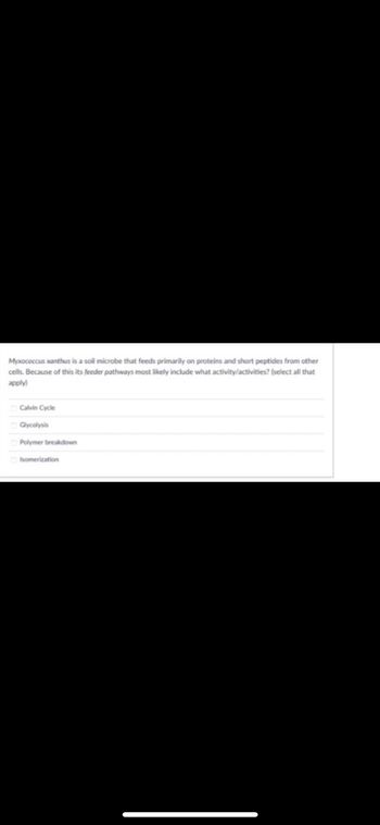 Myxococcus xanthus is a soil microbe that feeds primarily on proteins and short peptides from other
cells. Because of this its feeder pathways most likely include what activity/activities? (select all that
apply)
Calvin Cycle
Glycolysis
Polymer breakdown
Isomerization