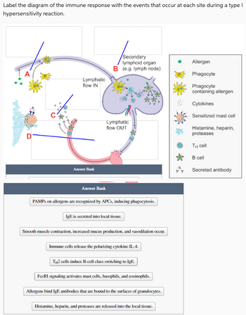 Label the diagram of the immune response with the events that occur at each site during a type I
hypersensitivity reaction.
Secondary
lymphoid organ
B (e.g. lymph node)
Allergen
Lymphatic
A
flow IN
D
C
Lymphatic
flow OUT
Answer Bank
Answer Bank
PAMPs on allergens are recognized by APCs, inducing phagocytosis.
IgE is secreted into local tissue.
Smooth muscle contraction, increased mucus production, and vasodilation occur.
Immune cells release the polarizing cytokine IL-4.
TH2 cells induce B-cell class switching to IgE.
FCERI signaling activates mast cells, basophils, and eosinophils.
Allergens bind IgE antibodies that are bound to the surfaces of granulocytes.
Histamine, heparin, and proteases are released into the local tissue.
Phagocyte
Phagocyte
containing allergen
Cytokines
Sensitized mast cell
Histamine, heparin,
proteases
TH cell
B cell
Secreted antibody